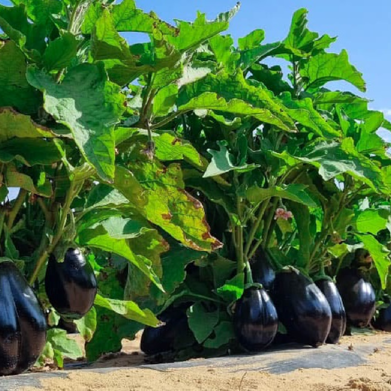 Roman eggplant
