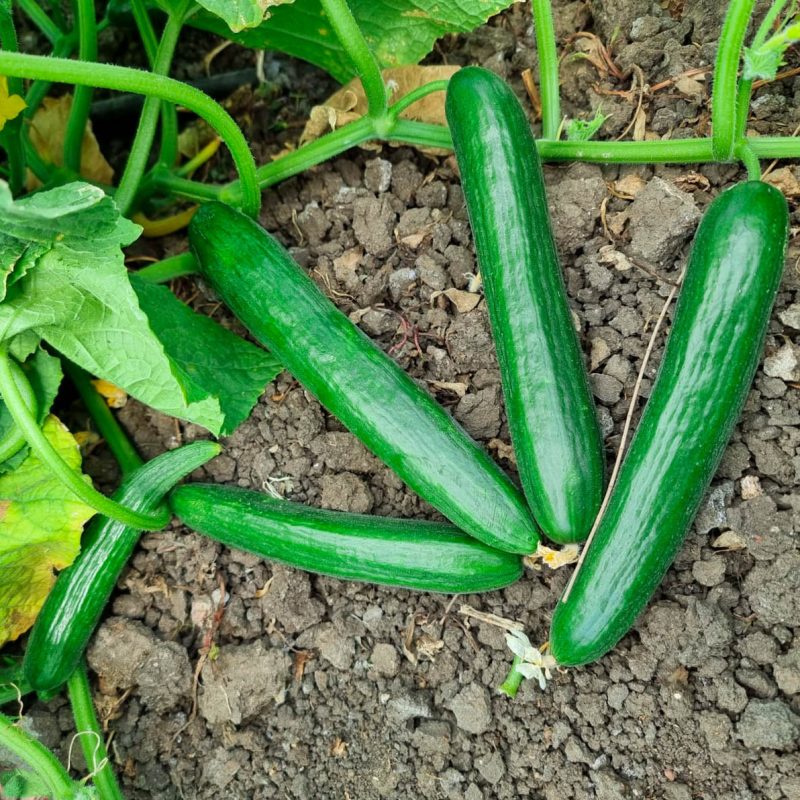 Green cucumber